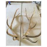 PAIR OF ELK ANTLERS 5x6 18.5 lbs , 3 years old