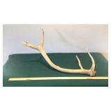 ELK ANTLER (29IN.)