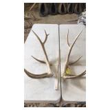 PAIR OF ELK ANTLERS 5x5 2 year old 12 lbs