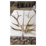 PAIR OF ELK ANTLERS 7x7 2 year old 12 lbs