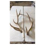 PAIR OF ELK ANTLERS 6x5 and 18 lbs