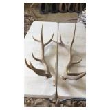 PAIR OF ELK ANTLERS 7x6 and 22 lbs