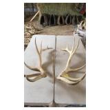 PAIR OF ELK ANTLERS 7x7  7year old 30 lbs