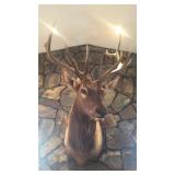 6x6 ELK MOUNT (VERY LIFELIKE IN ITS DETAIL)