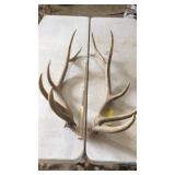 PAIR OF ELK ANTLERS 5x6 and 16 lbs