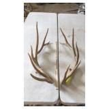 PAIR OF ELK ANTLERS 6x6 2 year old 10 lbs