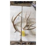 PAIR OF ELK ANTLERS 5x5  2year old 10 lbs