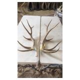 PAIR OF ELK ANTLERS 5x5 2 year old 11 lbs