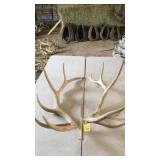 PAIR OF ELK ANTLERS 6x7 and 24 lbs