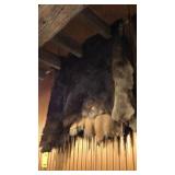 MOOSE HIDE (85in.x48in.)