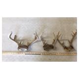 (3) SMALL DEER ANTLER EURO CAPS