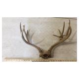 DEER ANTLER EURO SKULL CAP