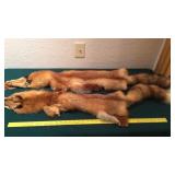 (2) RED FOX PELTS (1 is TUBED)