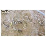 (7) Euro deer antlers/ skull caps