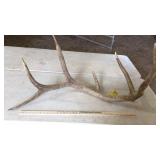 SINGLE ELK ANTLER 12 lbs