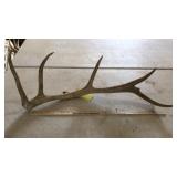 SINGLE ELK ANTLER 2 year old 6 lbs