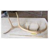 SINGLE ELK ANTLER 15 lbs