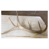 SINGLE ELK ANTLER 15 lbs