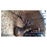 7x7 AMERICAN BULL ELK, FULL SHOULDER MOUNT,