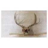 DEER SKULL