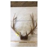ELK EURO ANTLER CAP