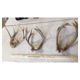 (2) ANTLER EURO CAPS & PAIR OF ANTLERS ATG