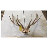 ELK SKULL
