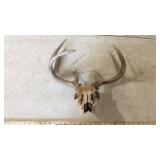 DEER SKULL
