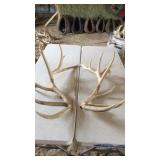 PAIR OF ELK ANTLERS 9x10 4 year old 24 lbs