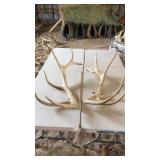 PAIR OF ELK ANTLERS 7x7  25 lbs