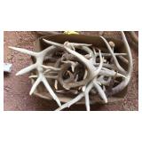 BOX OF DEER/ELK ANTLERS