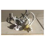 BLEACHED DEER SKULLS & ANTLERS