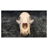 WOLF SKULL  TRAPPED DEC. 1996 IN DRYDEN CANADA WOLF SKULL  TRAPPED DEC. 1996 IN DRYDEN CANADA