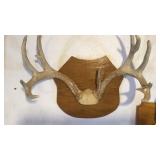 WHITE TAIL DEER HORNS WHITE TAIL DEER HORNS