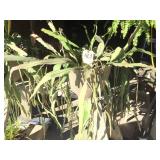 FLOWERING ORCHID CACTUS FLOWERING ORCHID CACTUS