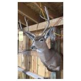 5x5 MULE DEER MOUNT 5x5 MULE DEER MOUNT