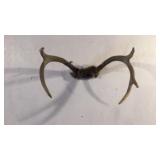 DEER HORNS DEER HORNS