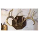 WHITE TAIL DEER HORNS WHITE TAIL DEER HORNS
