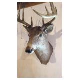 WHITE TAIL DEER MOUNT WHITE TAIL DEER MOUNT