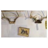 (2) DEER HORNS & DUCK WALL HANGING (2) DEER HORNS & DUCK WALL HANGING