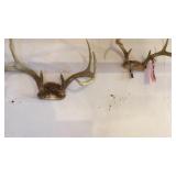 (2) DEER HORNS (2) DEER HORNS