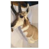 ANTELOPE MOUNT ANTELOPE MOUNT