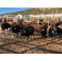 Prime Bison Heifer Calves - Gate Cut from 24