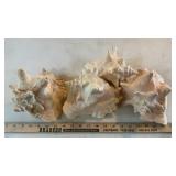 SEA SHELLS & ASSORTED ROCKS/MINERALS