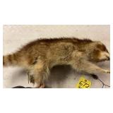 BLONDE TAXIDERMY RACCOON