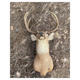 WHITETAIL DEER MOUNT