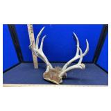 (2) DEER RACKS