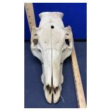 HOG SKULL