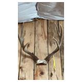MULE DEER RACK