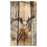 SOUTH DAKOTA WHITE TAIL RACK
